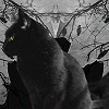 Layout: Black cats Layout: Black cats