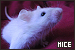  Mice