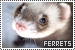  Ferrets
