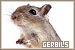  Gerbils